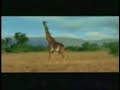 video divertente
