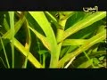 More videos at http://www.babalyemen.com from other Yemenis