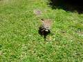 videos de Killer Turtle - Tortuga Asesina