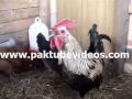 amazing cock