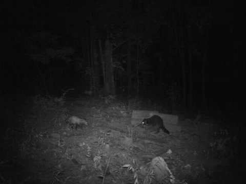 Ramey Cam 09