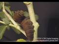 Pale Swallowtail spins noose (time lapse) 