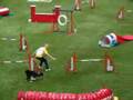 Hamar, Silas Boogk - WC2007 Agility