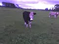 Funny Cow Movie - Dopey Fuck Funny Cow Movie - Dopey Fuck