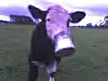 funny cow movie   dopey fuck