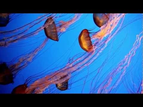 sealife - Many sea creatures are featured, including: jellyfish, seahorses, cuttlefish, eels, crabs, and an inside look at a developing stingray embryo still in its eg...
