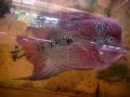 Flowerhorn USA - Singapore Farm Trip Video