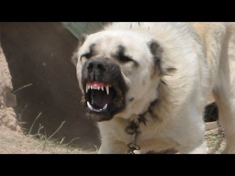 kangal