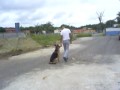 Layka em adestramento