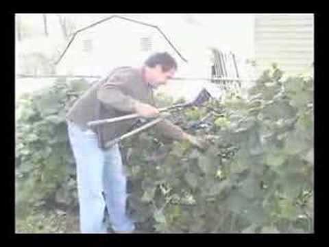 Pruning - Calvin Style