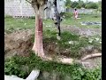 my pet goat2
