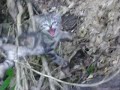 YouTubeサムネイル[9kt1laDirk0] - 2枚目