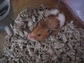 New York Hamster House Yawn