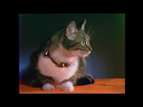 Clothilde - Fallait pas écraser la queue du chat - 1967