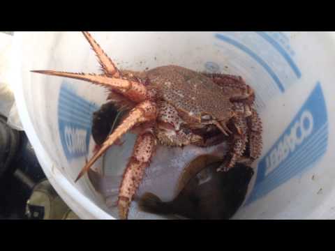чем ловят краба чем ловят краба