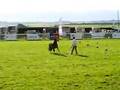 Lizzie in Anglesey Show!!
