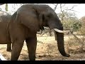 The Elephant Movie