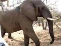 The Elephant Movie