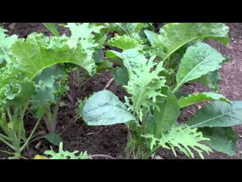 how to harvest kale