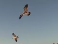 Acapulco Compilation Video Acapulco Compilation Video