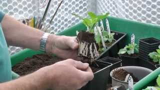 Propagating Dahlias