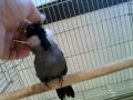 MrBufares - بلابل بو فارس 4 Garrulax (Black Throated ) singing