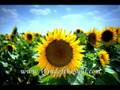 The Inspiration Behind Deliberate Creation Part 5
