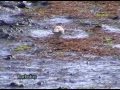 Aguja colipinta ( Limosa lapponica )