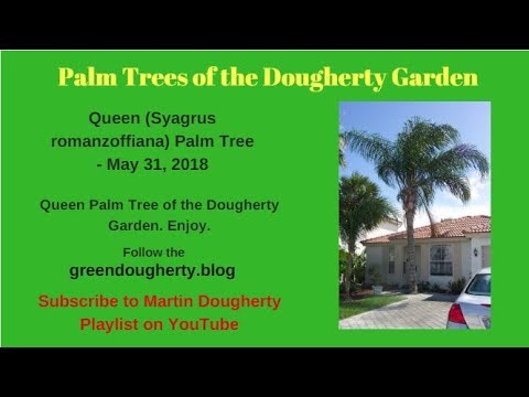 how to transplant a queen palm