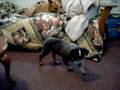 videos de my new puppy