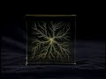 todd-johnson-creating-lichtenberg-figure-at-lunchtime-at-fer.html