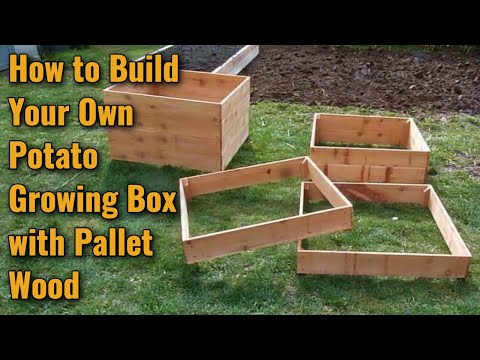 how to grow 100 lbs of potatoes