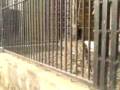 furious cheetah.3gp