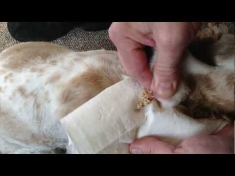 zit - This thing has been growing on the back of our dog's neck for years! We finally got sick of touching it every time we went to pet her, so we decided to empty...