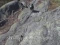 Kråka , Skata, Kaja InstrumentalCountry Garageband iMovie jam OJS VADEAU bergsknalle i Årsta 29 April - 1 Maj -09 Corvus Crow Alika Jackdaw Pica Pica Magpie
