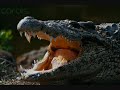 Evolutionists Speak Out on the \