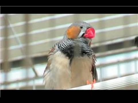 See video