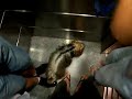 Perro Histerico - soketus -