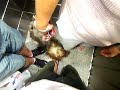 Perro Histerico - soketus - Perro Histerico - soketus -