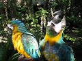 Macaws in Sandos Caracol