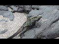 Marine Iguanas