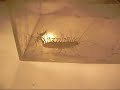 House Centipede House Centipede