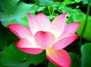 Pretty Gorgeous Beautiful Lovely Flowers