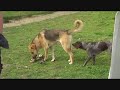 Arsha, Avanti, Akar, Azor,Pricha en Ozzy