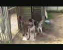 Arsha, Avanti, Akar, Azor,Pricha en Ozzy