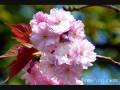 videos de 