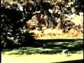 Animals in Rhodesia.