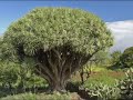 Palmero sube a La Palma