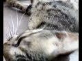 My Cute Cat.. My Cute Cat..