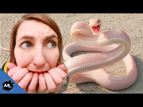 YouTube reptile video